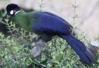 TURACO AZUL