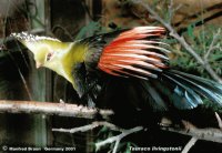 TURACO LIVINGSTON