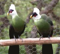 TURACO CRESTA BLANCA