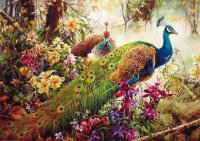 pavo real