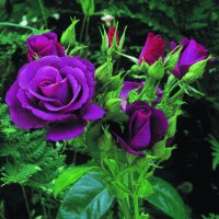 violetas