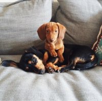 cãozinho