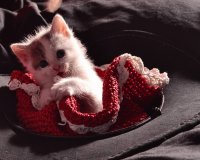 Mi pequeña Lia