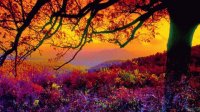colori