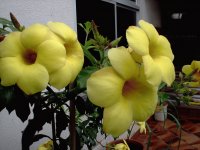 Alamanda