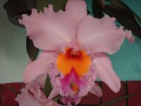 Orquidea 3