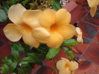 Alamanda 2