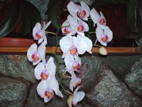 Orquidea 5