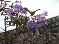 Quaresmeira
