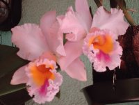 Orquidea 6