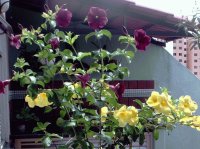 Alamanda 3