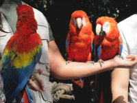 Parrots at the Zoo