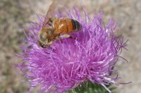 Bee on Clover