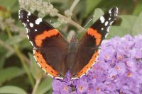 Butterfly in Onekama, MI