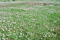 dettaglio del Parco Ombrone