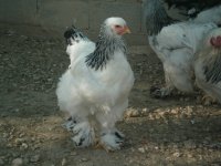 GALLINA BRAHMA
