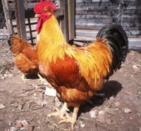 GALLO BRAHMA