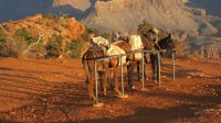Grand Canyon, Arizona