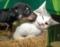 Puss and Pup