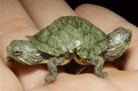 Turtle with Two Heads
