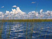 Esteros del Iberá. Corrientes. Argentina