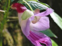 Flor papagaio2