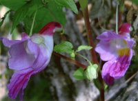 Flor papagaio