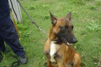 Dooghlingar de Le Chien Rouge1