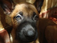 Fainze de Le Chien Rouge1
