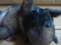 Fainze de Le Chien Rouge2