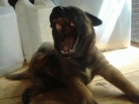 Freyghar de Le Chien Rouge