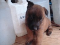 Fighorn de Le Chien Rouge