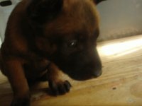 fighorn de Le Chien Rouge1