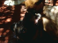 malinois party