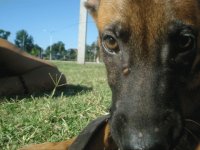 Fainze de Le Chien Rouge3