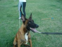 dooghlingar de Le Chien Rouge2