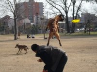 fallifgh de Le Chien Rouge