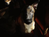 Daguer de Le Chien Rouge2