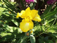 Iris