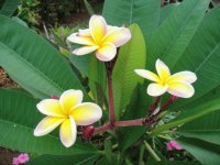 Plumeria