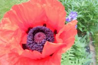 Poppy