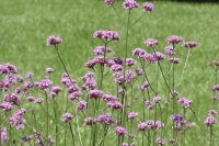 Fernwood Flowers