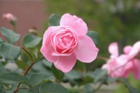 My Favorite Rose