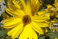 Bee on Flower