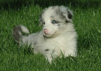 Puppy