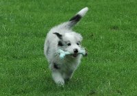 Puppy Border Collie