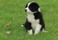 Border Collie Puppy