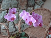 Orquidea8