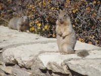 Grand Canyon Beggars
