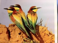 Beautiful birds